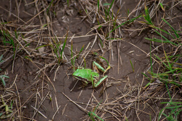 Little green frog preparing to jump in nature
