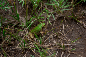 Beautiful and colorful frog under the shadow of a cloudy day