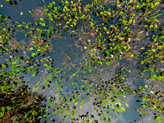 Close up of bright green leaves growing through the water surface in the famous Pantanal, the world's largest freshwater wetland - Traveling South America 