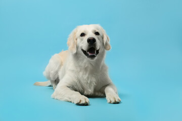 Cute Labrador Retriever dog on light blue background. Adorable pet