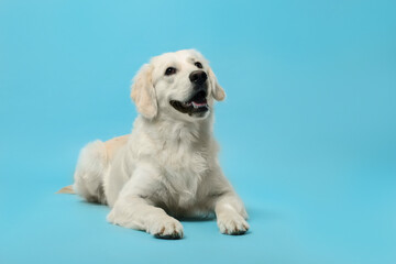 Cute Labrador Retriever dog on light blue background, space for text. Adorable pet