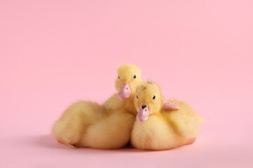 Baby animals. Cute fluffy ducklings sitting on pink background - obrazy, fototapety, plakaty