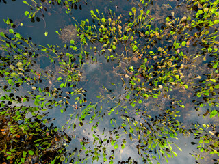 Obraz na płótnie Canvas Close up of bright green leaves growing through the water surface in the famous Pantanal, the world's largest freshwater wetland - Traveling South America 