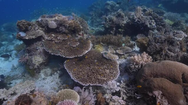 Coral reef underwater. Flock of small beautiful reef fishes at the bottom of the sea.	