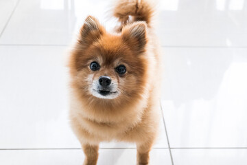 A pomeranian dog looking up at owner inside the home, white background