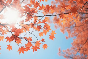 Red maple leaves on top of tree on blue sky background