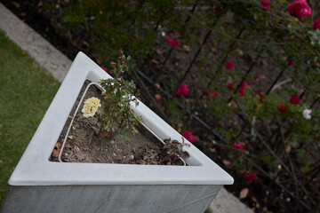 Architectural Elegance Amidst Nature: Decorative architectural elements harmonize with lush plants,...