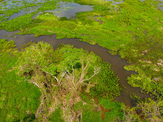 Close-up drone shot of the bright green flooded grasslands of the Pantanal in Brasil, the world's largest freshwater wetland; Traveling South America