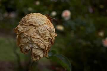 Fading Beauty: A white rose clings to its stem, still on the plant but in its final stages. The...