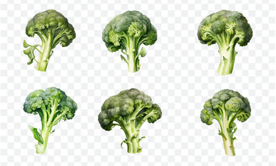 Broccoli in watercolor graphic element