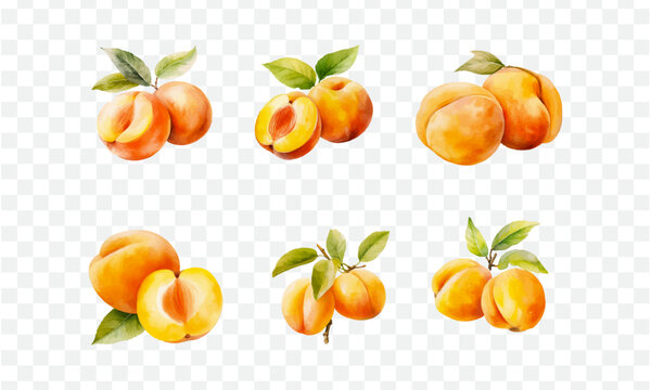 Apricot in watercolor drawing style