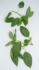 モロヘイヤ・Mulukhiyah