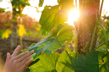 Close-up of a female farmer's hands checking and caring for the plants in the garden