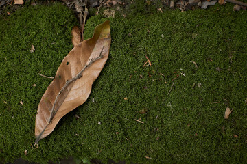 Contrasting Tranquility: A dried leaf rests gently on vibrant green moss, against a backdrop of 'copy space.' The union of decay and growth creates a harmonious tableau that invites contemplation amid