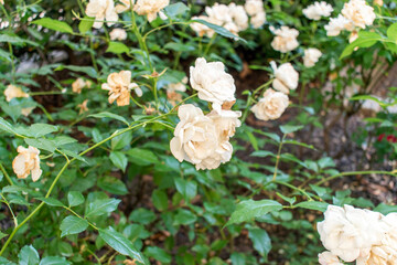 White Roses: Captivating Beauty and Care Guide.