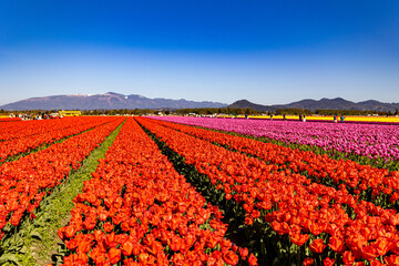 Tulip Festival