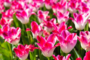 Tulip Festival