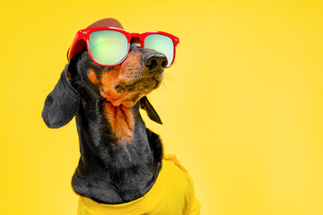 Portrait of carefree handsome dog in bright clothes, sunglasses mirrored carefree vacation wearing...