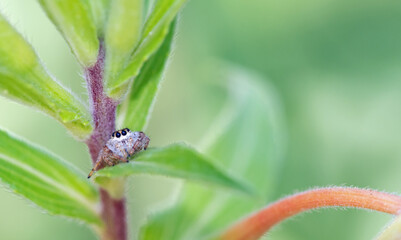Emerald Jumping Spider (Paraphidippus aurantius)