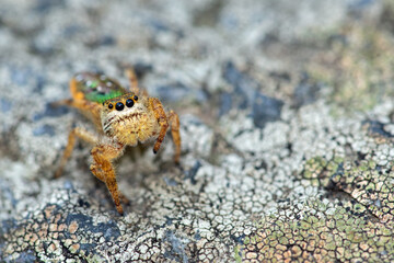 Emerald Jumping Spider (Paraphidippus aurantius)