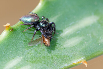 Jumping spider with a fly meal
