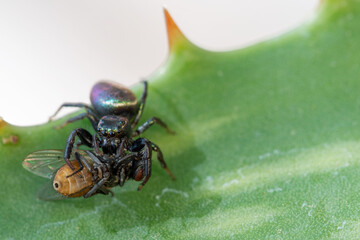 Jumping spider with a fly meal
