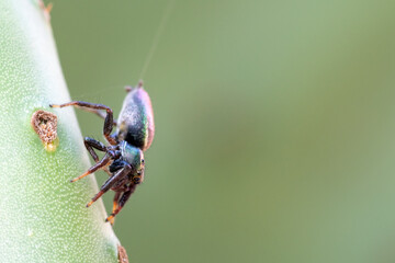 Jumpins spider spinning a web
