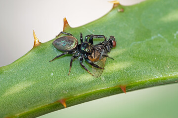 Jumping spider with a fly meal
