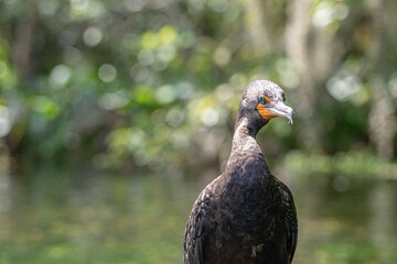 cormorant