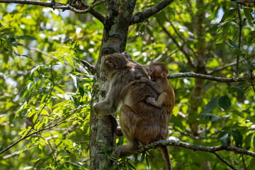 baby monkey clinging on