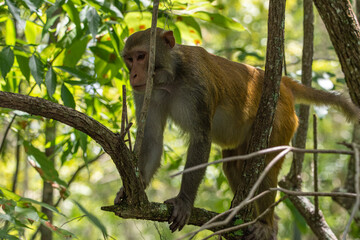 adult monkey foraging