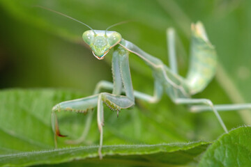Arizona Manitis (Stagmomantis limbata) nymph