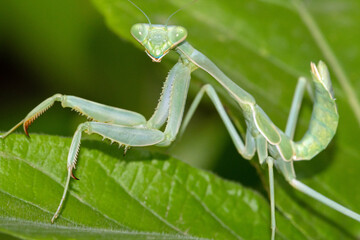 Arizona Manitis (Stagmomantis limbata) nymph