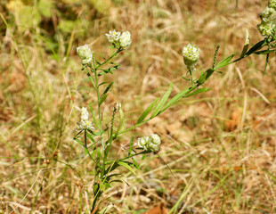 Polygala sanguinea (Field Milkwort) Native North American Prairie Wildflower 