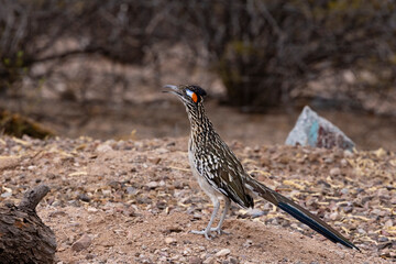 Curious, colorful Roadrunner in arid desert environment of Southern Arizona in the American Southwest