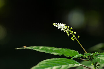 Beautiful white wildflower bouquet in black background(bloodberry)