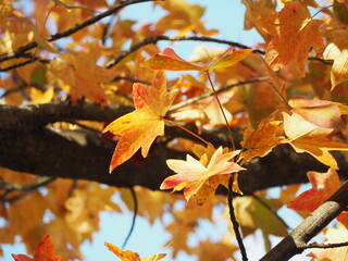秋の風景　紅葉する楓
