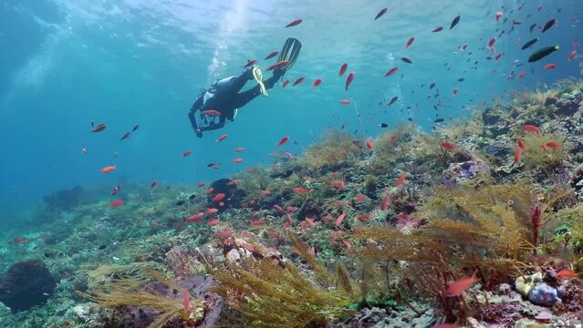 Coral reef underwater. Flock of small beautiful reef fishes at the bottom of the sea. 