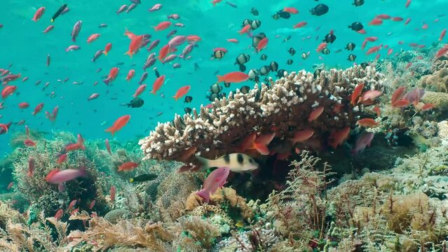 Coral reef underwater. Flock of small beautiful reef fishes at the bottom of the sea. 