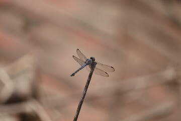 Depicting the graceful posture of the dragonfly and its perfect alignment with the stick, the image...