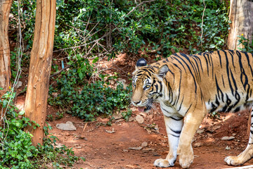 Indochinese Tiger in a forest show head and leg.