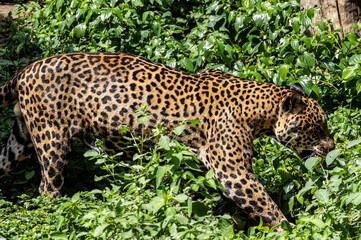 Jaguar, Panthera Onca, in a forest.