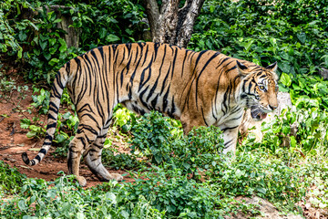 Indochinese Tiger in a forest show head and leg in rain forest, jungle.