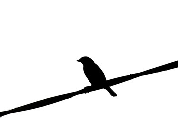silhouette of bird in cable in Isolated white background, 