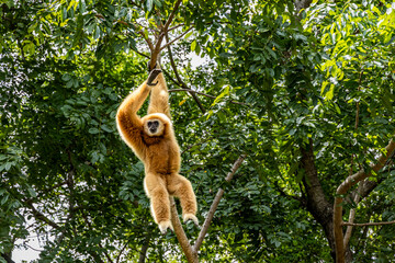 The lar gibbon (Hylobates lar), also known as the white-handed gibbon in Thailand. Common gibbon.