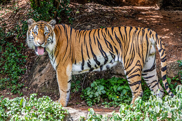 Indochinese Tiger in a forest show head and leg in rain forest, jungle.