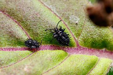Close up, Lace bugs (Corythucha marmorata) on holy basil leaf, macro photography.