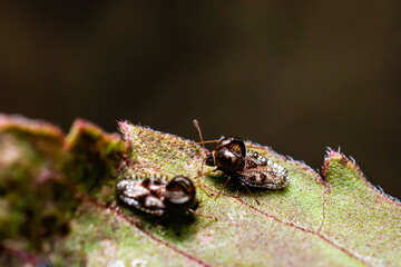 Close up, Lace bugs (Corythucha marmorata) on holy basil leaf, macro photography.