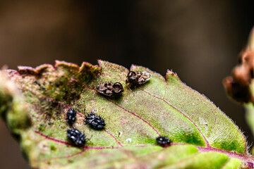 Close up, Lace bugs (Corythucha marmorata) on holy basil leaf, macro photography.