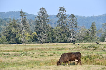 cows and trees